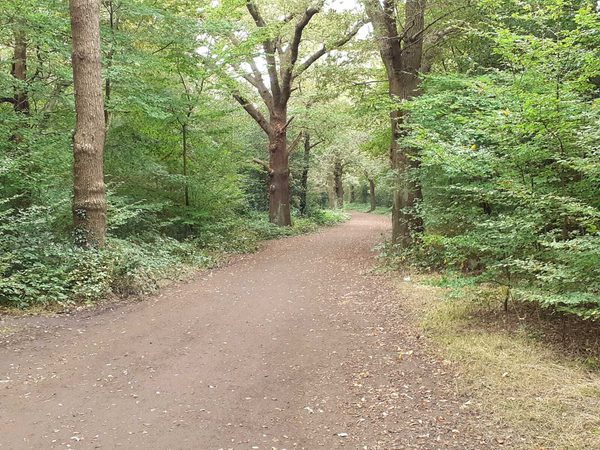 Run London Epping Forest Trail 10k/5k